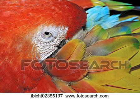 Stock Photo - "Scarlet Macaw (Ara macao), native to South America, in captivity, Netherlands, Europe". Fotosearch