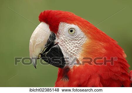 "Scarlet Macaw (Ara macao), portrait, native to South America, in captivity, Bergkamen, North Rhine-Westphalia, Germany, Europe" View Large Photo Image Stock Photo - "Scarlet Macaw (Ara macao), portrait, native to South America, in captivity, Bergkamen, North Rhine-Westphalia, Germany, Europe". Fotosearch