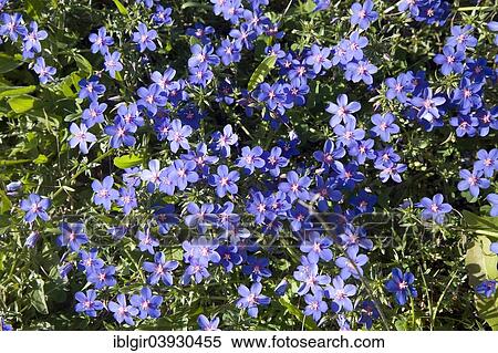 "Scarlet pimpernel (Anagallis arvensis), Algarve, Portugal, Europe" View Large Photo Image Stock Photography - "Scarlet pimpernel (Anagallis arvensis), Algarve, Portugal, Europe". Fotosearch