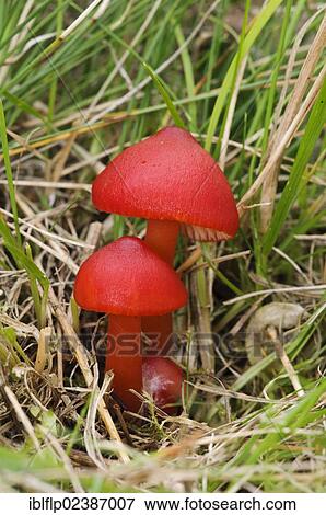 "Scarlet Waxcap (Hygrocybe coccinea), fruiting bodies, growing in grassland, Clumber Park, Nottinghamshire, England, United Kingdom, Europe" View Large Photo Image Stock Photo - "Scarlet Waxcap (Hygrocybe coccinea), fruiting bodies, growing in grassland, Clumber Park, Nottinghamshire, England, United Kingdom, Europe". Fotosearch