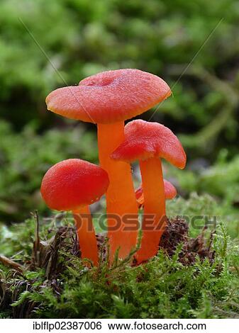 "Scarlet Waxcap (Hygrocybe coccinea), fruiting bodies, growing amongst moss on woodland floor, Leicestershire, England, United Kingdom, Europe" View Large Photo Image Stock Photograph - "Scarlet Waxcap (Hygrocybe coccinea), fruiting bodies, growing amongst moss on woodland floor, Leicestershire, England, United Kingdom, Europe". Fotosearch
