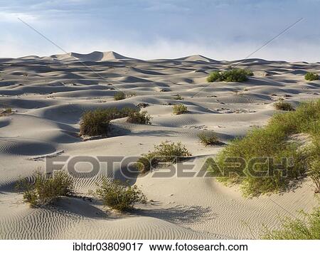 "Scattered young Honey Mesquite trees (Prosopis glandulosa torreyana) on the Mesquite Flat Sand Dunes in the early morning, Death Valley, Death Valley National Park, California, USA" View Large Photo Image Stock Photo - "Scattered young Honey Mesquite trees (Prosopis glandulosa torreyana) on the Mesquite Flat Sand Dunes in the early morning, Death Valley, Death Valley National Park, California, USA". Fotosearch