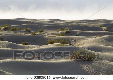 "Scattered young Honey Mesquite trees (Prosopis glandulosa torreyana) on the Mesquite Flat Sand Dunes in the early morning, Death Valley, Death Valley National Park, California, USA" View Large Photo Image Stock Photography - "Scattered young Honey Mesquite trees (Prosopis glandulosa torreyana) on the Mesquite Flat Sand Dunes in the early morning, Death Valley, Death Valley National Park, California, USA". Fotosearch