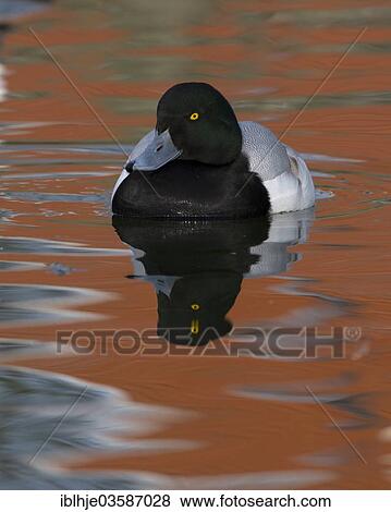 "Scaup duck (Aythya marila), Texel, West Frisian Islands, province of North Holland, The Netherlands, Europe" View Large Photo Image Stock Photo - "Scaup duck (Aythya marila), Texel, West Frisian Islands, province of North Holland, The Netherlands, Europe". Fotosearch