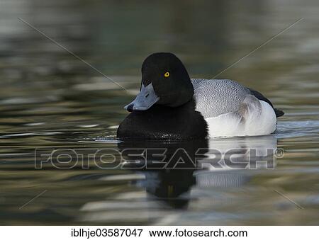 "Scaup duck (Aythya marila), Texel, West Frisian Islands, province of North Holland, The Netherlands, Europe" View Large Photo Image Stock Photo - "Scaup duck (Aythya marila), Texel, West Frisian Islands, province of North Holland, The Netherlands, Europe". Fotosearch