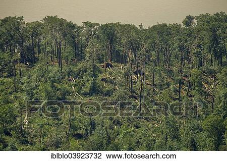 "Schellenberger Wald, forest with storm damage caused on 9 June 2014, aerial view, Essen, Ruhr Area, North Rhine-Westphalia, Germany, Europe" View Large Photo Image Stock Image - "Schellenberger Wald, forest with storm damage caused on 9 June 2014, aerial view, Essen, Ruhr Area, North Rhine-Westphalia, Germany, Europe". Fotosearch