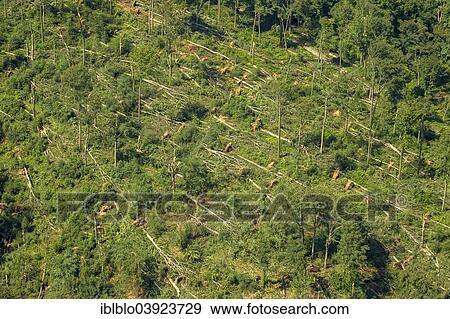 "Schellenberger Wald, forest with storm damage caused on 9 June 2014, aerial view, Essen, Ruhr Area, North Rhine-Westphalia, Germany, Europe" View Large Photo Image Stock Photo - "Schellenberger Wald, forest with storm damage caused on 9 June 2014, aerial view, Essen, Ruhr Area, North Rhine-Westphalia, Germany, Europe". Fotosearch