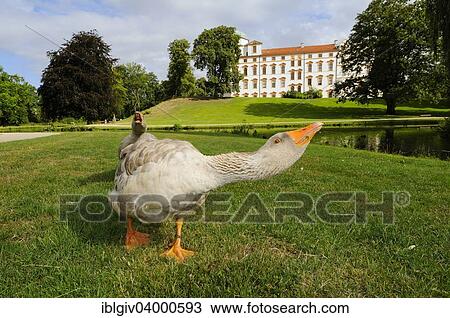 "Schimpf end goose in front of Schloss Celle, Celle, Lower Saxony, Germany, Europe" View Large Photo Image Stock Image - "Schimpf end goose in front of Schloss Celle, Celle, Lower Saxony, Germany, Europe". Fotosearch