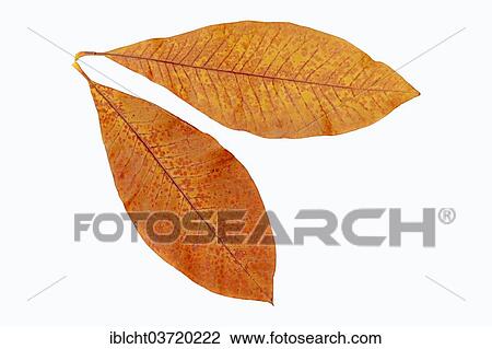 "Schirmmagnolie (Magnolia tripetala), leaves, discolored autumnal, in North America" View Large Photo Image Stock Image - "Schirmmagnolie (Magnolia tripetala), leaves, discolored autumnal, in North America". Fotosearch