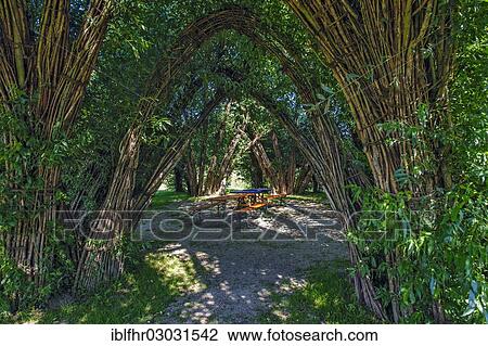 "Schlepzig Willow Cathedral, designed by Marcel Kalberer, Spreewald, Schlepzig, Brandenburg, Germany, Europe" View Large Photo Image Stock Image - "Schlepzig Willow Cathedral, designed by Marcel Kalberer, Spreewald, Schlepzig, Brandenburg, Germany, Europe". Fotosearch