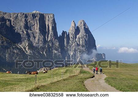 "Schlern Massif or Sciliar Massif, Schlern or Sciliar, Seiser Alm or Alpe di Siusi, high alpine pasture, South Tyrol, Italy, Europe" View Large Photo Image Stock Photo - "Schlern Massif or Sciliar Massif, Schlern or Sciliar, Seiser Alm or Alpe di Siusi, high alpine pasture, South Tyrol, Italy, Europe". Fotosearch