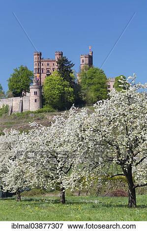 "Schloss Ortenberg and blossoming fruit trees, near Offenburg, Black Forest, Baden-Wurttemberg, Germany, Europe" View Large Photo Image Stock Photo - "Schloss Ortenberg and blossoming fruit trees, near Offenburg, Black Forest, Baden-Wurttemberg, Germany, Europe". Fotosearch