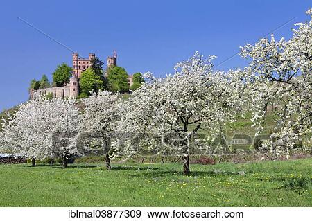 "Schloss Ortenberg and blossoming fruit trees, near Offenburg, Black Forest, Baden-Wurttemberg, Germany, Europe" View Large Photo Image Stock Photo - "Schloss Ortenberg and blossoming fruit trees, near Offenburg, Black Forest, Baden-Wurttemberg, Germany, Europe". Fotosearch