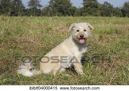Stock Photography - "Schnauzer Poodle mixed breed, 4 years, sitting in the meadow, North Rhine-Westphalia, Germany, Europe". Fotosearch