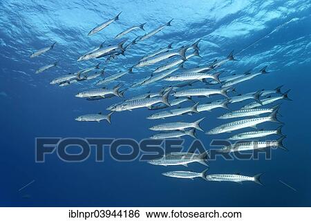 "School Blackfin Barracuda (Sphyraena qenie), Red Sea, Egypt, Africa" View Large Photo Image Stock Photograph - "School Blackfin Barracuda (Sphyraena qenie), Red Sea, Egypt, Africa". Fotosearch