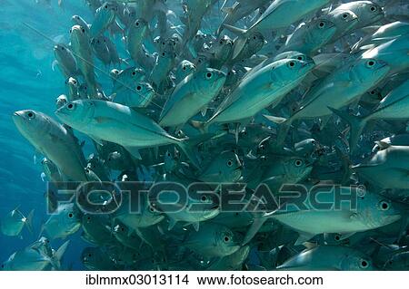 "School of Bigeye Trevally (Caranx sexfasciatus) in a lagoon, Philippines, Asia" View Large Photo Image Picture - "School of Bigeye Trevally (Caranx sexfasciatus) in a lagoon, Philippines, Asia". Fotosearch