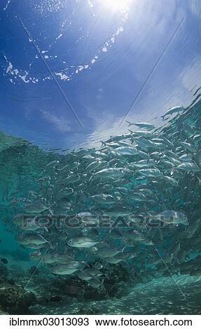 Stock Image - "School of Bigeye Trevally (Caranx sexfasciatus) in a lagoon, Philippines, Asia". Fotosearch