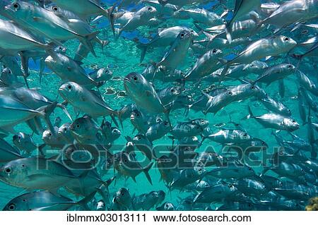 Stock Image - "School of Bigeye Trevally (Caranx sexfasciatus) in a lagoon, Philippines, Asia". Fotosearch