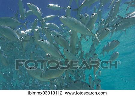 "School of Bigeye Trevally (Caranx sexfasciatus) in a lagoon, Philippines, Asia" View Large Photo Image Stock Image - "School of Bigeye Trevally (Caranx sexfasciatus) in a lagoon, Philippines, Asia". Fotosearch