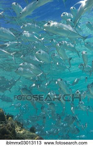 "School of Bigeye Trevally (Caranx sexfasciatus) in a lagoon, Philippines, Asia" View Large Photo Image Stock Image - "School of Bigeye Trevally (Caranx sexfasciatus) in a lagoon, Philippines, Asia". Fotosearch