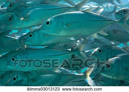 "School of Bigeye Trevally (Caranx sexfasciatus) in a lagoon, Philippines, Asia" View Large Photo Image Stock Image - "School of Bigeye Trevally (Caranx sexfasciatus) in a lagoon, Philippines, Asia". Fotosearch