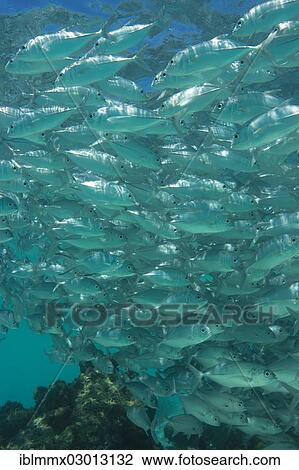 Stock Image - "School of Bigeye Trevally (Caranx sexfasciatus) in a lagoon, Philippines, Asia". Fotosearch