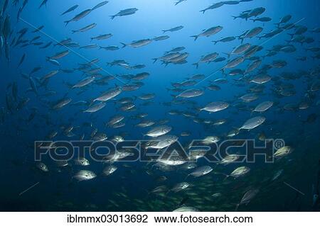 "School of Bigeye Trevally (Caranx sexfasciatus), Barrier Reef, Australia, Oceania" View Large Photo Image Stock Image - "School of Bigeye Trevally (Caranx sexfasciatus), Barrier Reef, Australia, Oceania". Fotosearch