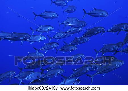 "School of Bigeye Trevally (Caranx sexfasciatus), Raja Ampat, West Papua, Indonesia, Asia" View Large Photo Image Stock Photo - "School of Bigeye Trevally (Caranx sexfasciatus), Raja Ampat, West Papua, Indonesia, Asia". Fotosearch