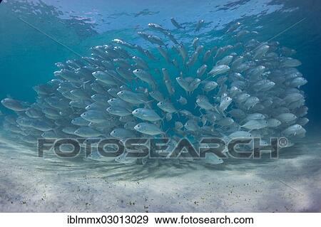 "School of Bigeye Trevally (Caranx sexfasciatus) in a lagoon, Philippines, Asia" View Large Photo Image Stock Photo - "School of Bigeye Trevally (Caranx sexfasciatus) in a lagoon, Philippines, Asia". Fotosearch