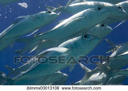 "School of Bigeye Trevally (Caranx sexfasciatus) in a lagoon, Philippines, Asia" View Large Photo Image Stock Photo - "School of Bigeye Trevally (Caranx sexfasciatus) in a lagoon, Philippines, Asia". Fotosearch