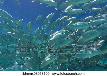 Stock Photo - "School of Bigeye Trevally (Caranx sexfasciatus) in a lagoon, Philippines, Asia". Fotosearch