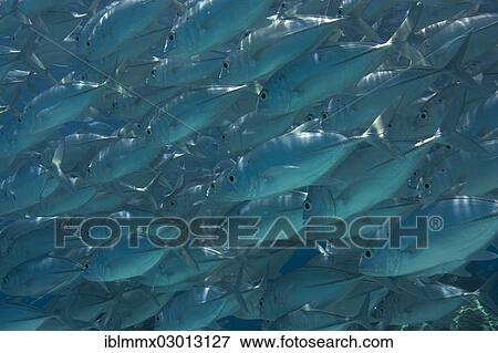 "School of Bigeye Trevally (Caranx sexfasciatus) in a lagoon, Philippines, Asia" View Large Photo Image Stock Photo - "School of Bigeye Trevally (Caranx sexfasciatus) in a lagoon, Philippines, Asia". Fotosearch