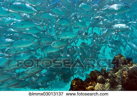 "School of Bigeye Trevally (Caranx sexfasciatus) in a lagoon, Philippines, Asia" View Large Photo Image Stock Photo - "School of Bigeye Trevally (Caranx sexfasciatus) in a lagoon, Philippines, Asia". Fotosearch