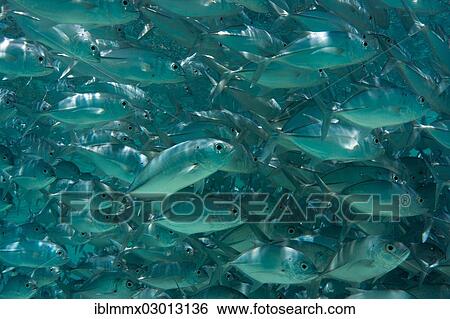 "School of Bigeye Trevally (Caranx sexfasciatus) in a lagoon, Philippines, Asia" View Large Photo Image Stock Photograph - "School of Bigeye Trevally (Caranx sexfasciatus) in a lagoon, Philippines, Asia". Fotosearch