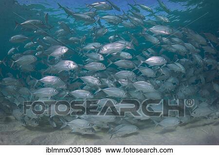 "School of Bigeye Trevally (Caranx sexfasciatus) in a lagoon, Philippines, Asia" View Large Photo Image Stock Photography - "School of Bigeye Trevally (Caranx sexfasciatus) in a lagoon, Philippines, Asia". Fotosearch