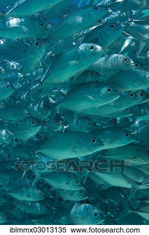 "School of Bigeye Trevally (Caranx sexfasciatus) in a lagoon, Philippines, Asia" View Large Photo Image Stock Photography - "School of Bigeye Trevally (Caranx sexfasciatus) in a lagoon, Philippines, Asia". Fotosearch