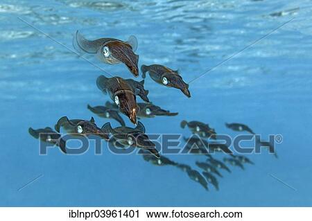 Stock Image - "School of Bigfin Reef Squids or Oval Squids (Sepioteuthis lessoniana), Indian Ocean, Embudu, South Male Atoll, Maldives, Asia". Fotosearch