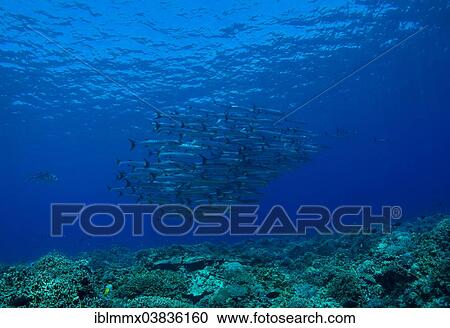 "School of Blackfin Barracuda (Sphyraena qenie), Philippines, Asia" View Large Photo Image Stock Image - "School of Blackfin Barracuda (Sphyraena qenie), Philippines, Asia". Fotosearch
