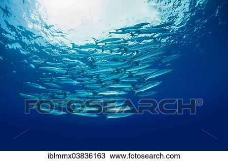 "School of Blackfin Barracuda (Sphyraena qenie), Philippines, Asia" View Large Photo Image Stock Image - "School of Blackfin Barracuda (Sphyraena qenie), Philippines, Asia". Fotosearch