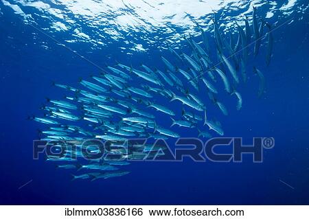 "School of Blackfin Barracuda (Sphyraena qenie), Philippines, Asia" View Large Photo Image Stock Photograph - "School of Blackfin Barracuda (Sphyraena qenie), Philippines, Asia". Fotosearch