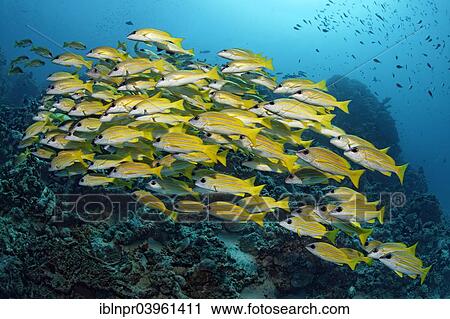 "School of Bluestripe Snappers (Lutjanus kasmira) in front of a coral reef, Indian Ocean, Embudu, South Male Atoll, Maldives, Asia" View Large Photo Image Stock Image - "School of Bluestripe Snappers (Lutjanus kasmira) in front of a coral reef, Indian Ocean, Embudu, South Male Atoll, Maldives, Asia". Fotosearch
