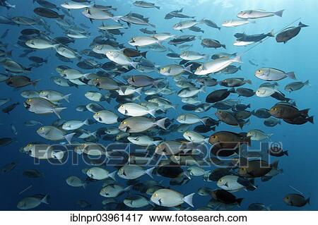 Stock Photo - "School of Elongate Surgeonfish (Acanthurus mata), Indian Ocean, Embudu, South Male Atoll, Maldives, Asia". Fotosearch