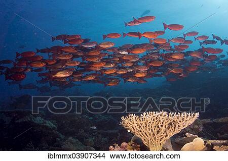 "School of Lunar-tailed Bigeye or Moontail Bullseye (Priacanthus hamrur) in a coral reef, Pacific Ocean, Palau, Oceania" View Large Photo Image Picture - "School of Lunar-tailed Bigeye or Moontail Bullseye (Priacanthus hamrur) in a coral reef, Pacific Ocean, Palau, Oceania". Fotosearch
