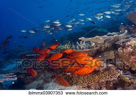 "School of Lunar-tailed Bigeye or Moontail Bullseye (Priacanthus hamrur) in a coral reef, Pacific Ocean, Palau, Oceania" View Large Photo Image Stock Image - "School of Lunar-tailed Bigeye or Moontail Bullseye (Priacanthus hamrur) in a coral reef, Pacific Ocean, Palau, Oceania". Fotosearch