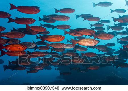 "School of Lunar-tailed Bigeye or Moontail Bullseye (Priacanthus hamrur) in a coral reef, Pacific Ocean, Palau, Oceania" View Large Photo Image Stock Photo - "School of Lunar-tailed Bigeye or Moontail Bullseye (Priacanthus hamrur) in a coral reef, Pacific Ocean, Palau, Oceania". Fotosearch