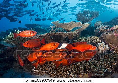 "School of Lunar-tailed Bigeye or Moontail Bullseye (Priacanthus hamrur) in a coral reef, Pacific Ocean, Palau, Oceania" View Large Photo Image Stock Photo - "School of Lunar-tailed Bigeye or Moontail Bullseye (Priacanthus hamrur) in a coral reef, Pacific Ocean, Palau, Oceania". Fotosearch