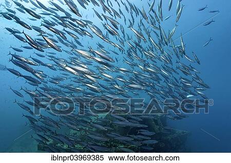"School of Roughear Scads (Decapterus tabl), at the shipwreck of the SS Thistlegorm, Red Sea, Shaab Ali, Sinai Peninsula, Egypt, Africa" View Large Photo Image Stock Photography - "School of Roughear Scads (Decapterus tabl), at the shipwreck of the SS Thistlegorm, Red Sea, Shaab Ali, Sinai Peninsula, Egypt, Africa". Fotosearch