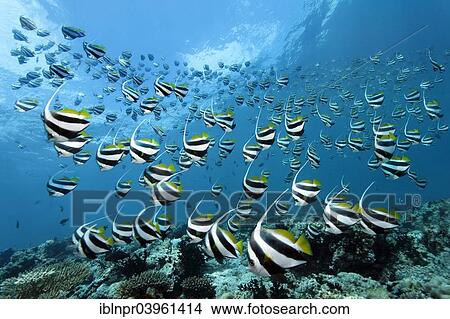 "School of Schooling Bannerfish (Heniochus diphreutes) over a coral reef, Indian Ocean, Embudu, South Male Atoll, Maldives, Asia" View Large Photo Image Picture - "School of Schooling Bannerfish (Heniochus diphreutes) over a coral reef, Indian Ocean, Embudu, South Male Atoll, Maldives, Asia". Fotosearch