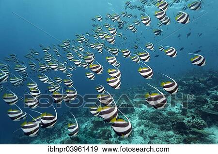 "School of Schooling Bannerfish (Heniochus diphreutes) over a coral reef, Indian Ocean, Embudu, South Male Atoll, Maldives, Asia" View Large Photo Image Stock Photo - "School of Schooling Bannerfish (Heniochus diphreutes) over a coral reef, Indian Ocean, Embudu, South Male Atoll, Maldives, Asia". Fotosearch