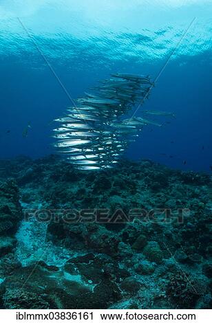 "School of Sharpfin Barracuda or Heller's Barracuda (Sphyraena helleri), Philippines, Asia" View Large Photo Image Stock Image - "School of Sharpfin Barracuda or Heller's Barracuda (Sphyraena helleri), Philippines, Asia". Fotosearch